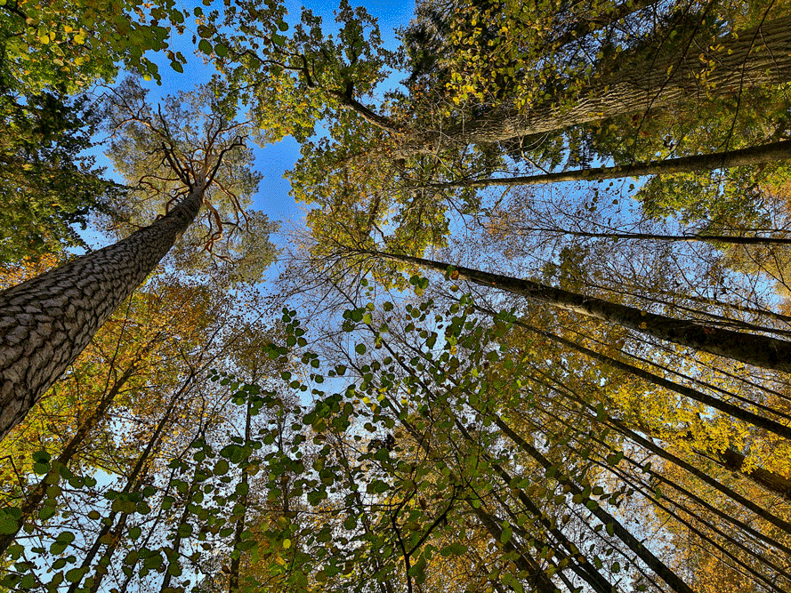 forest11